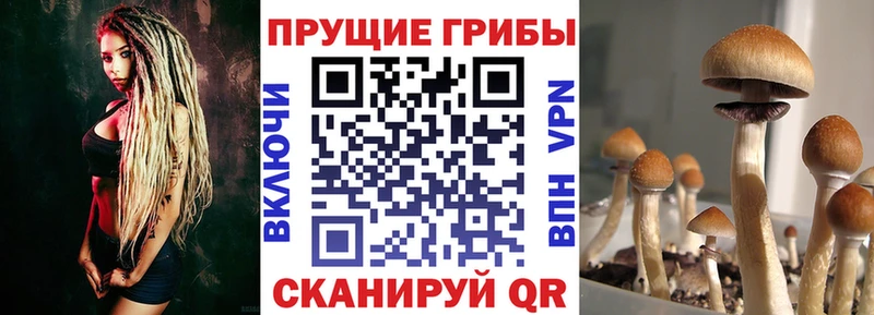 закладка Зарайск Псилоцибиновые грибы ЛСД